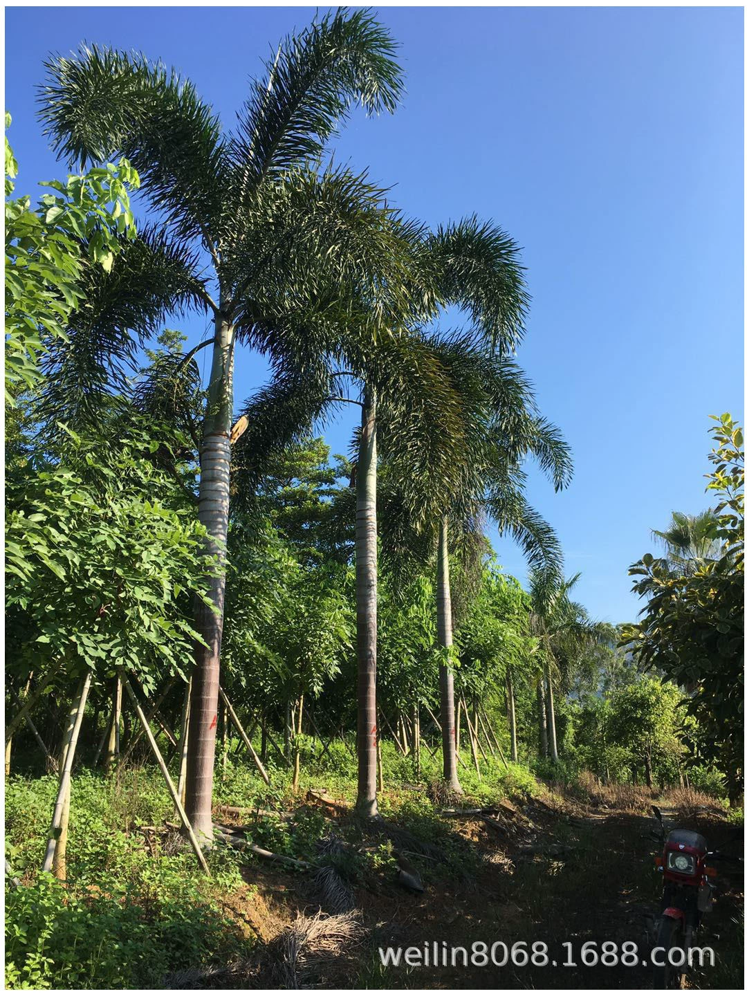 Оптовая продажа кокоса «лисий хвост». Оптовая продажа кокоса «лисий хвост» тысячи акров по всей стране с полным описанием.