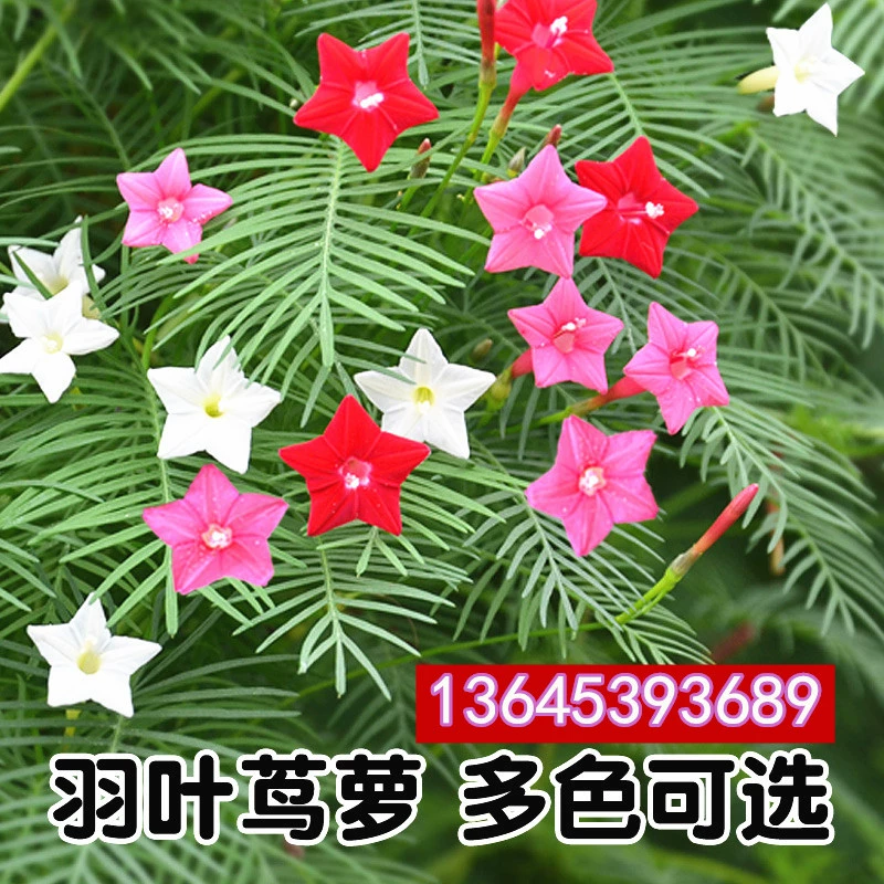 Высококачественные семена Trichosanthes Pinnatifida Семена Trichosanthes Pinnatifida крытый балкон в горшке четыре сезона легкие семена цветов растений