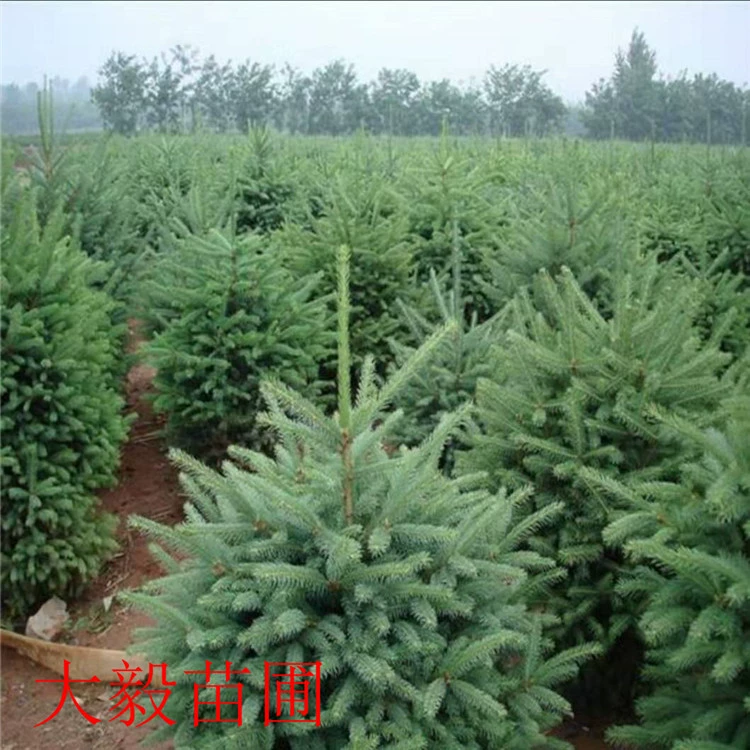 Еловые саженцы оптом Рождественские специальные норвежские ели Рождественские саженцы проект озеленение рассады еловые саженцы