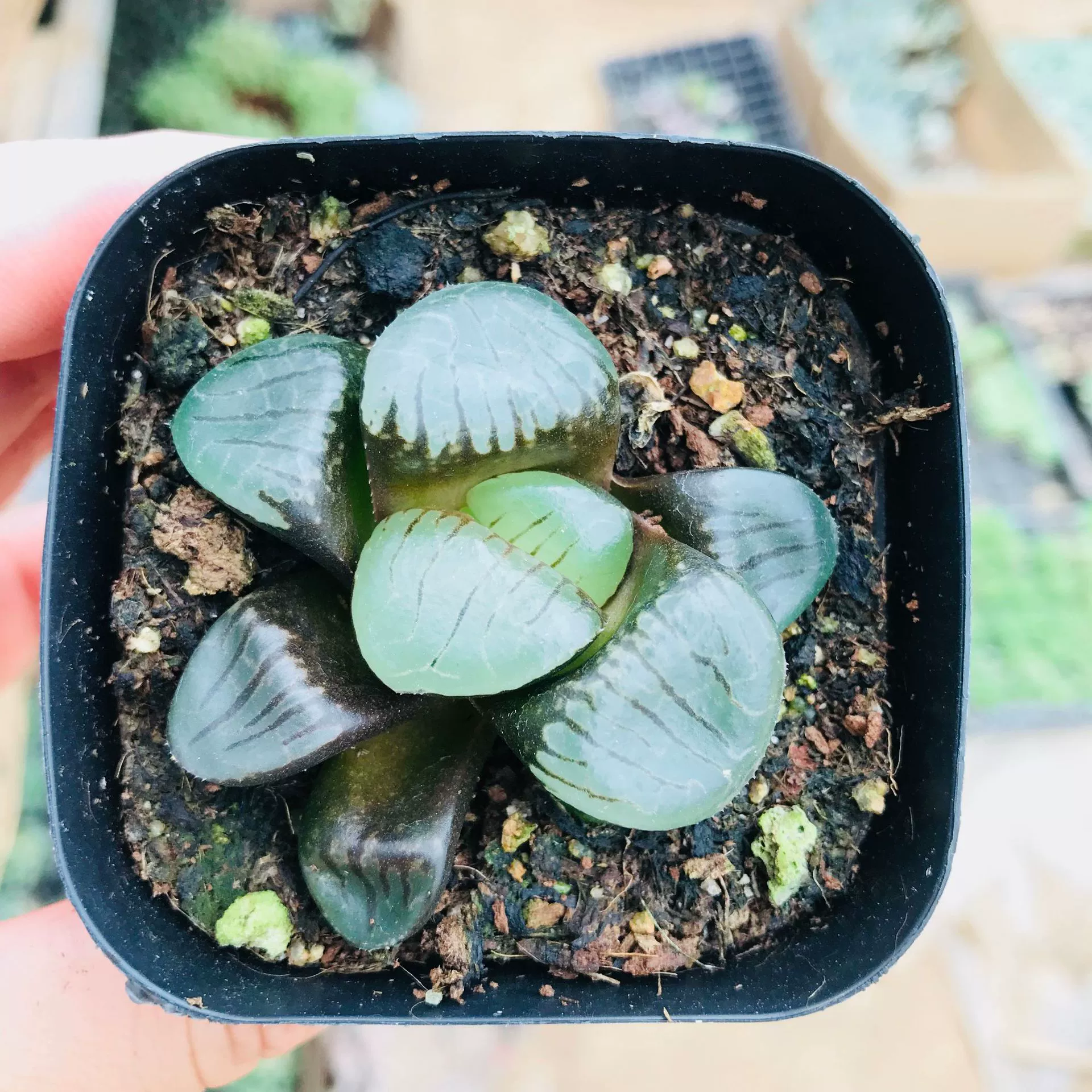 Мясистые растения оптом мясистая комбинация Комнатные цветы в горшках Солнце Луна озеро мясистые двенадцать рулонов мясистые растения