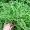 Base -based Boston fern kidney fern.