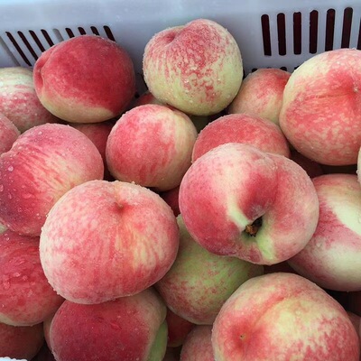 陕西露天水蜜桃新鲜桃子蜜甜多汁5斤包邮脆甜多汁|ms