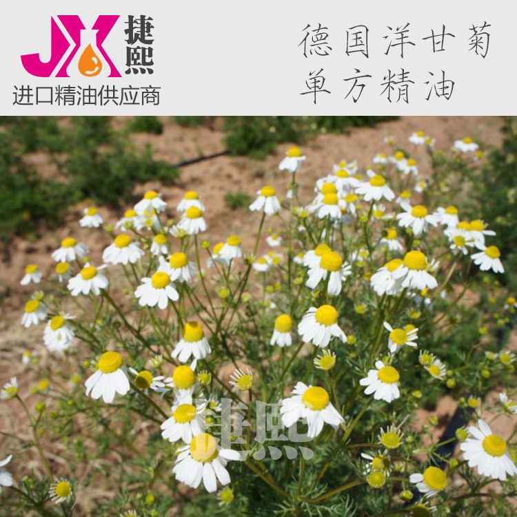 埃及 蓝洋甘菊单方精油 纯植物精油