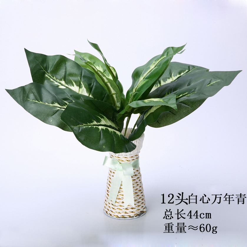 12头白心万年青