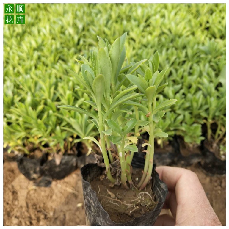 微信图片_201904220822105