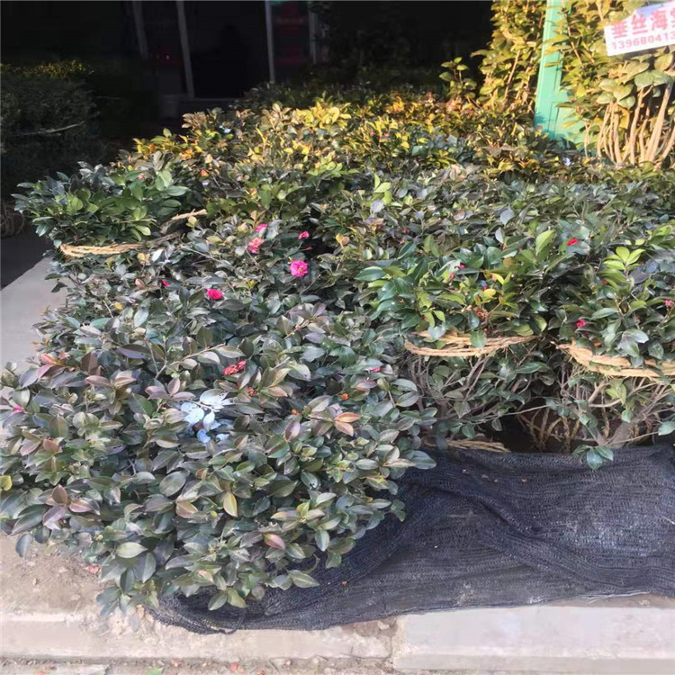 微信图片_20190924001000