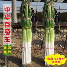 大香蔥鐵桿型耐熱抗寒章丘春季秋冬季鐵桿四季中華巨蔥王大蔥種子
