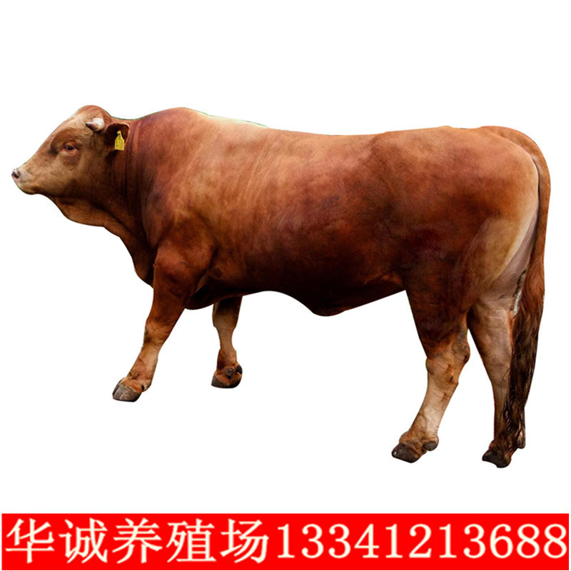 活体肉牛回收，贵州鲁西黄牛纯种牛养殖场西门塔尔牛价格活牛牛苗