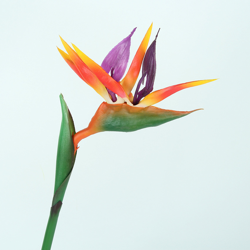 小天堂鸟 主图1.jpg