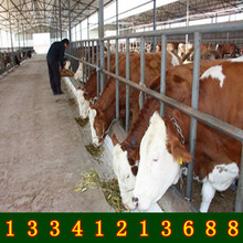 西门塔尔牛出售 种牛牛苗想养殖牛在四川哪里可以买到便宜小牛苗