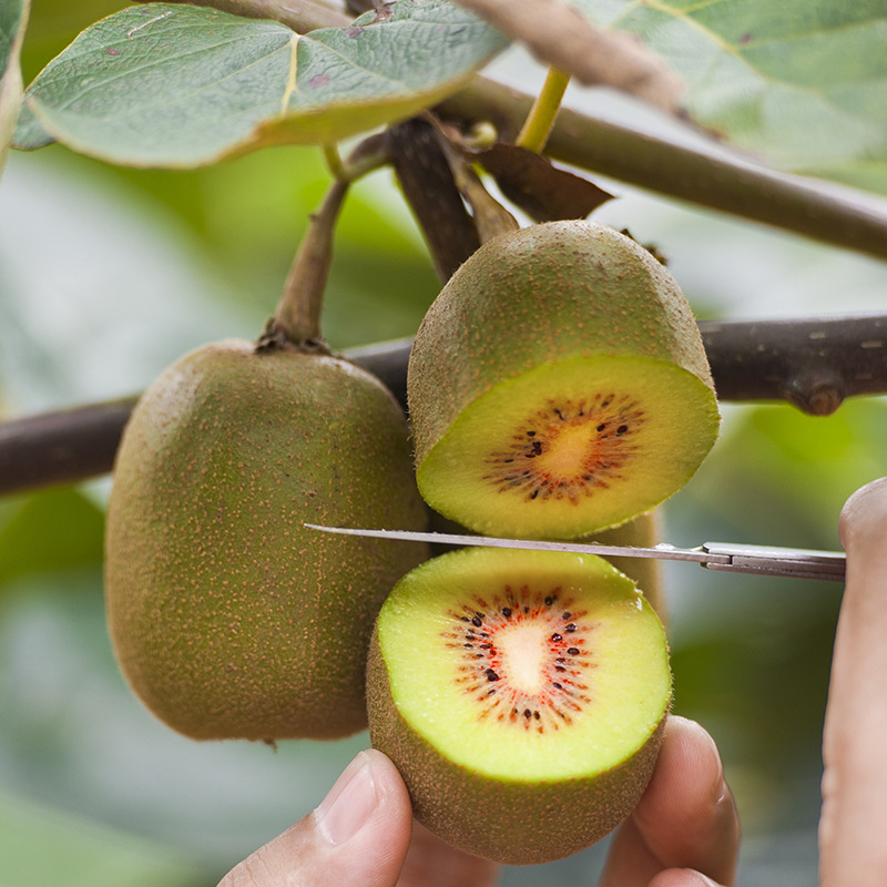 四川蒲江红心猕猴桃 应季新鲜水果泥猴桃现摘现发
