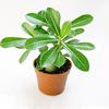 Desert rose seed wholesale polysemite plant succulent potted flower seed flower garden