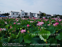 批发广昌白莲种子种苗湘莲种子壳莲种藕当年种植当年结果包回收