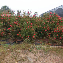 供应红千层批发 漳州串钱柳价格 种植基地 耐寒园林绿化种树