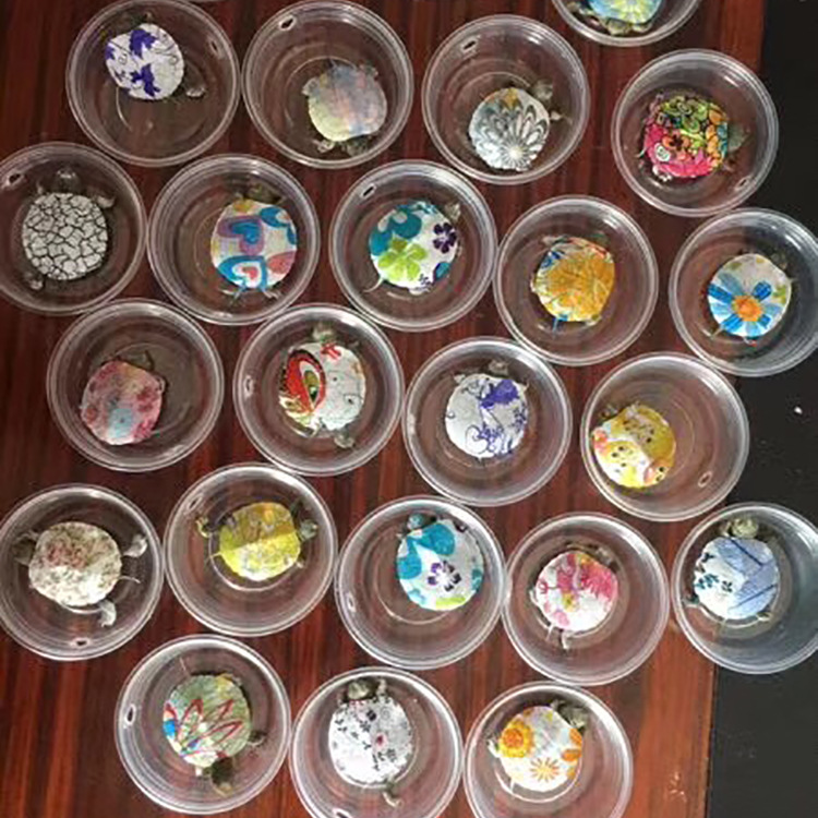 Colorful Little Turtle Wholesale Colorful Little Turtle living thing wholesale Brazil Color turtle Cartoon Little Turtle 3D Printing