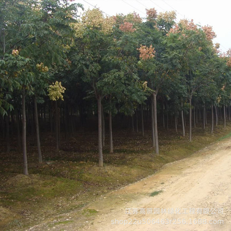 观叶造型规格全黄山栾树 露地北京栾1-15公分粗 绿化庭荫树种