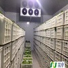 Ruijin industry Undertake Cold storage engineering Freezer full set install Put up Welcome Caller Consultation