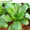 Big leaf Chrysanthemum seed High yield Spring Four seasons Emperor Vegetable seeds Heat summer Autumn Cold-resistant Vegetables Seeds