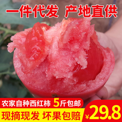 一件代发山东农家自种西红柿新鲜蔬菜沙瓤自然熟水果番茄5斤包邮