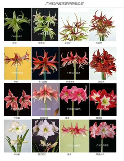 Чжу Динхун посадка мяч цветок растение посадка мяч комната балкон офис цветы