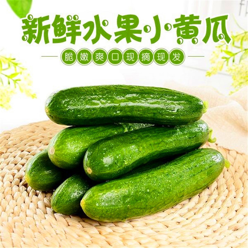 新鲜水果黄瓜5斤/3斤  青黄瓜生吃蔬菜小黄瓜【H6】