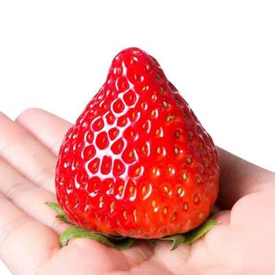 新鲜草莓 现摘现发  丹东草莓巧克力奶油红颜草莓 一件代发包邮