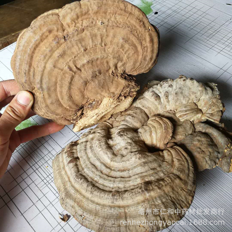 Dried Shu She Ling Zhi Tree Tongue Ganoderma Slices 500g Traditional Herbal Decoction Ingredient key features