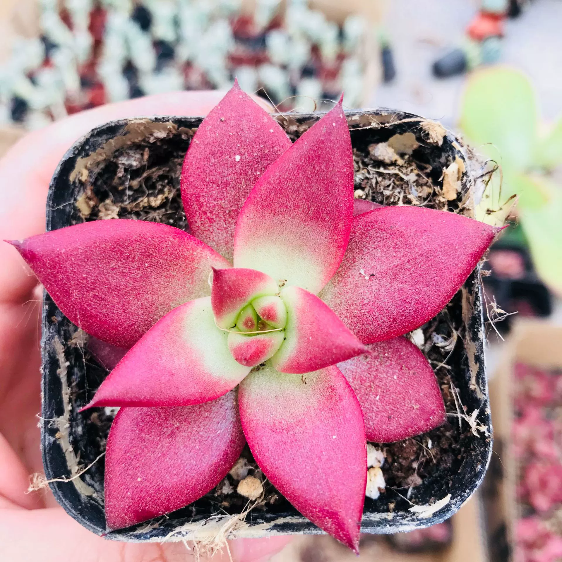 Теплица Оптовая Сочные Робин Red Fun Симпатичные Мясо Комбинированное Блюдо Крытый Настольный Мясо Робин