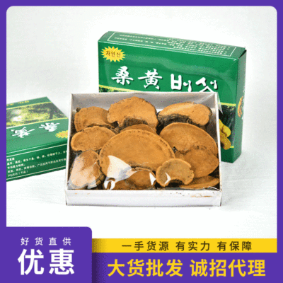 桑黄 桑黄灵芝 野生杨树黄 桑黄菌 西藏整枝灵芝500g 一件代发
