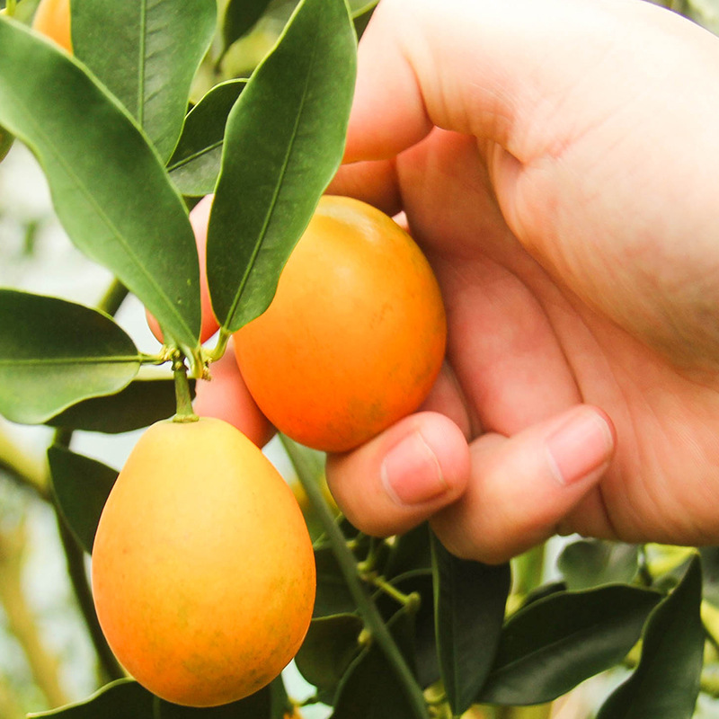 广西融安金桔当季 新鲜水果滑皮金桔小金桔脆皮金桔橘子一件代发