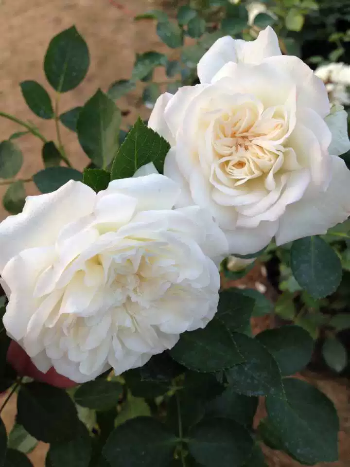 Маленькая и средняя лоза Роза белый рис фермер альпинистская лоза рассада цветов белой розы сильный аромат четыре сезона открытое растение цветов розы