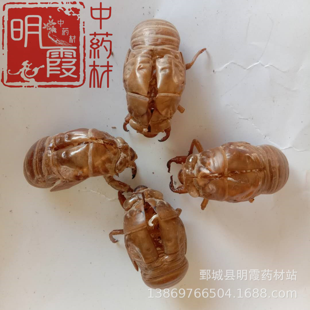 明霞药材批发 零售 供应中药材【蝉蜕】1000克中药材