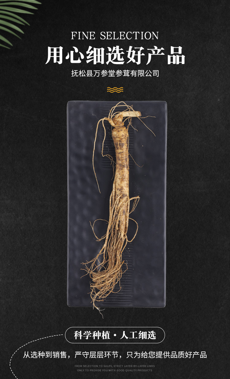 鲜参zhong_04