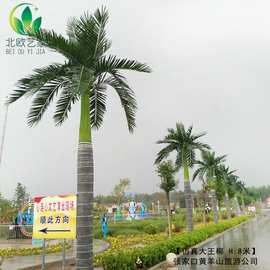东莞高仿真大王椰树环保品质玻璃钢椰子树景观工程造景大皇椰树