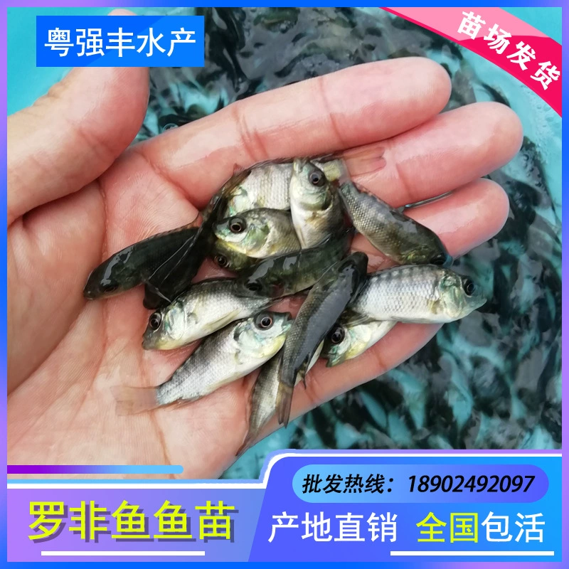 Прямые поставки от питомника оптом: щупальца тилапии New Ji Fu, красные щупальца тилапии, фортуна, пресноводное рыбоводство, живой товар.