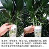 Guanyin Zhu Botany Potted plant Dracaena sanderiana Hydroponic plants flowers and plants Asparagus Scindapsus Sansevieria aloe a living room indoor