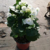 Base directly batch rose Geng Begonia home green planting potted plants, New Year's Eve views of flowers and plants, transportation and freezing