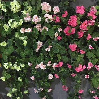 厂家直供仿真藤 仿真海棠花天竺葵藤吊兰绿植壁挂工程装饰墙 批发