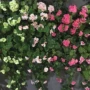工程仿真吊兰壁挂仿真藤