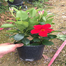 福建花卉双喜藤飘香藤双腺藤红蝉花多年生常绿藤本室内室外植物
