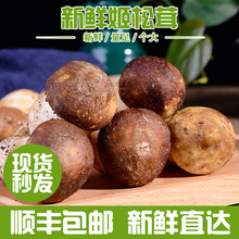 云南产地姬松茸特产新鲜松茸食用菌巴西菌菇煲汤食材产地批发