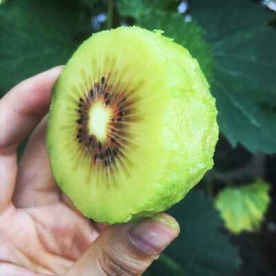 【70-90g24枚】四川蒲江红心猕猴桃新鲜水果奇异果弥猴桃应季红阳|ms