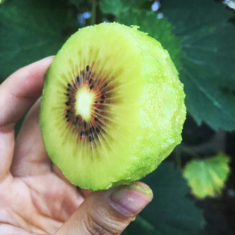 【70-90g24枚】四川蒲江红心猕猴桃新鲜水果奇异果弥猴桃应季红阳|ms