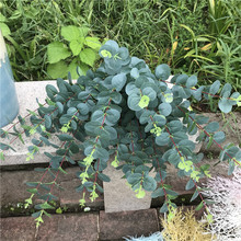 �����ȼ����ݻ�c�b���ݲ廨�����m���l3D�^�z���X�~�Gɫֲ���~