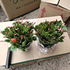 [Base direct batch] Crab claw orchid potted two -color multi -specified New Year's Lunar Flower succulent plants resistance and flowers