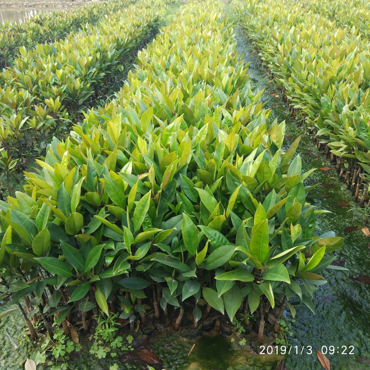厂家直销盆栽木榄 红树林树苗批发 水生植物袋苗直销-阿里巴巴