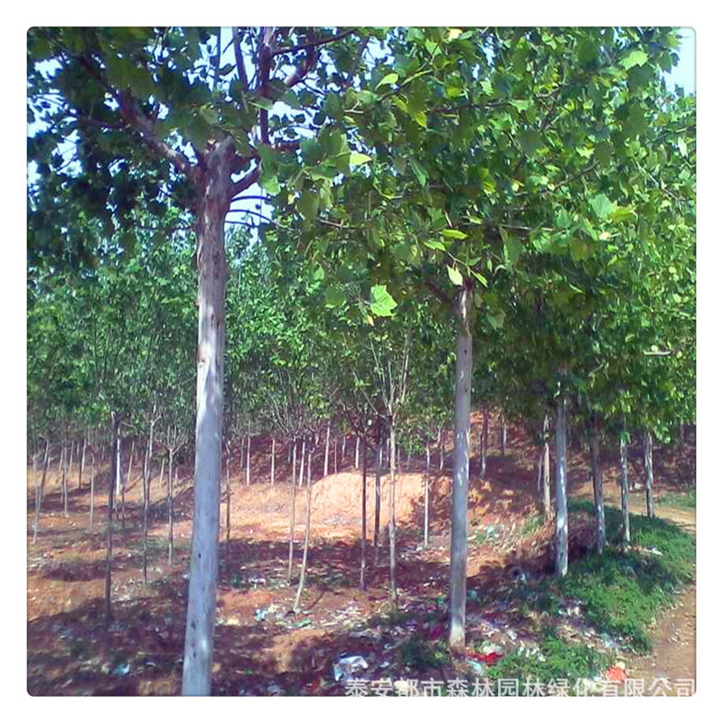 8-15cm法桐