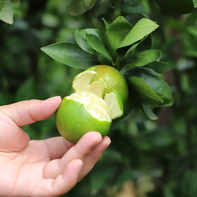 广西桔子橘子皇帝柑涌泉金蜜桔沙糖砂糖沃橘有机批发贡柑现摘现发