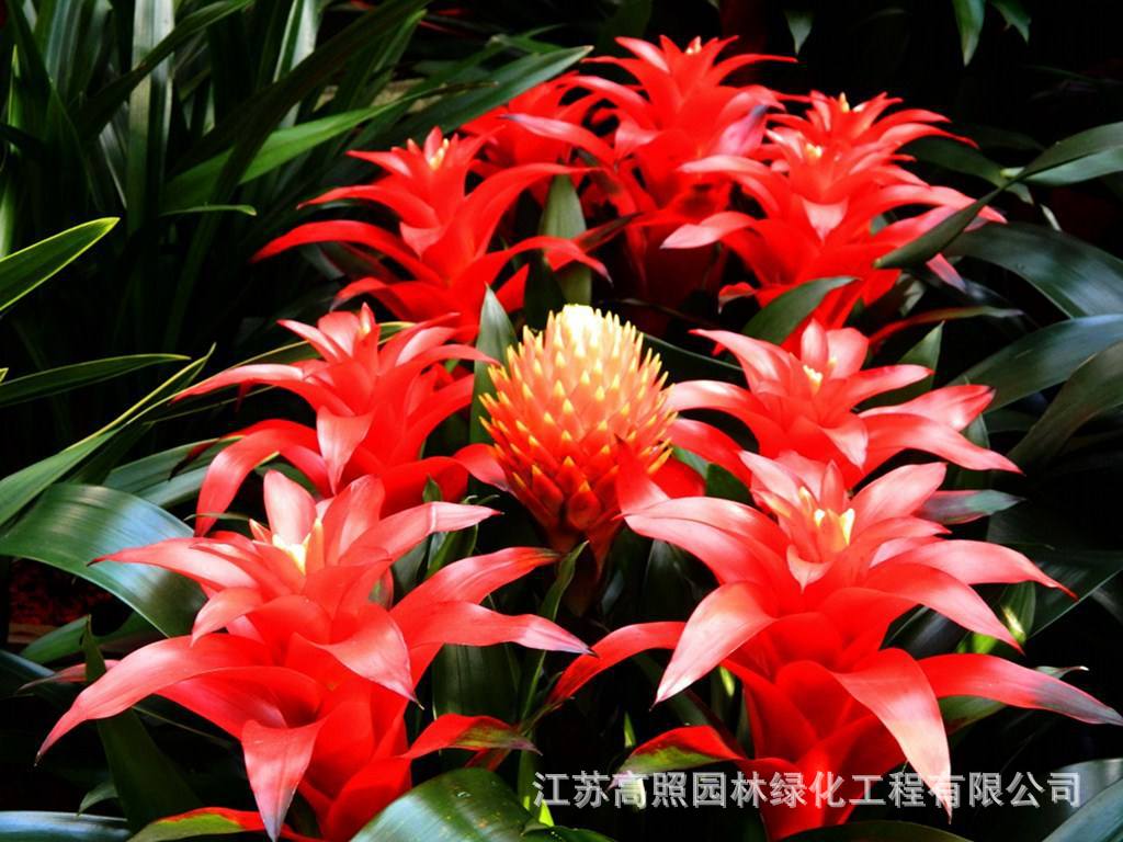 鸿运当头水培小红星凤梨室内盆栽办公室桌面盆景花卉大红星厂家-阿里巴巴