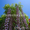The physical store wholesale wisteria seed climbing vines, vine, vine yellow ring seeds high sprout rate